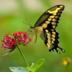 giant-swallowtail-butterfly